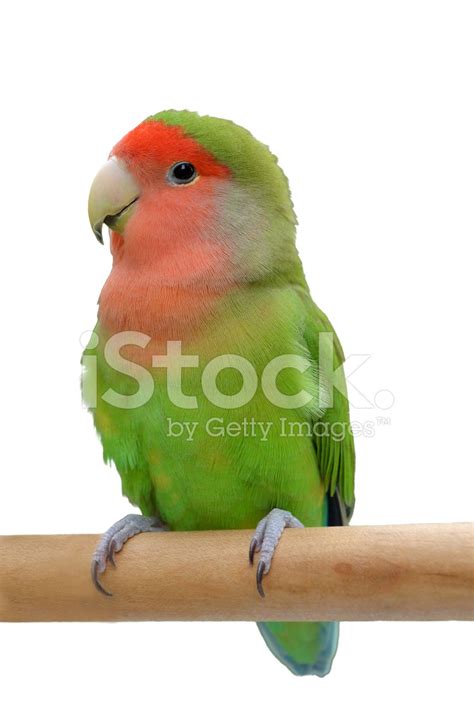 parrot sitting   stick stock  freeimagescom