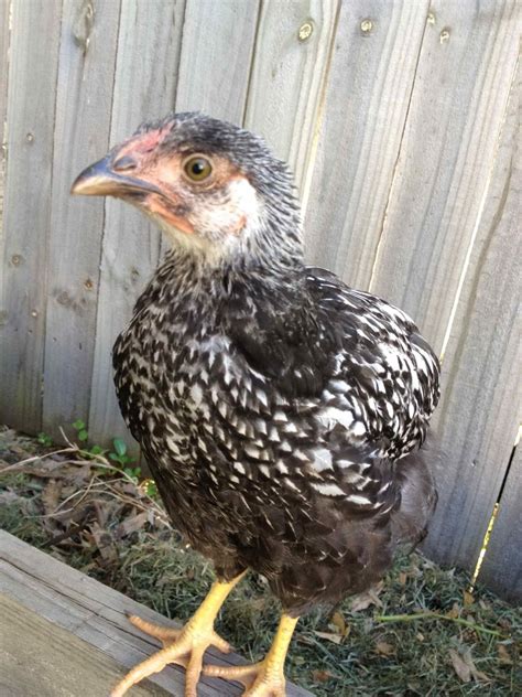 help sexing wyandotte chickens 2 weeks on update