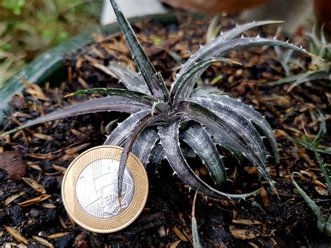 dyckia brazil   tiniest dyckia species    valid