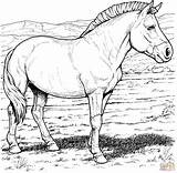 Coloring Pages Horse Printable Realistic Clipart Horses Mongolian sketch template