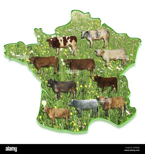 kuehe auf einer karte von frankreich stockfotografie alamy