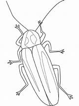 Insecten Insekten Lucciola Lucciole Luciernaga Kleurplaten Firefly Insects Kolorowanki Robaki Malvorlage Iluminar Insetti Owady Dzieci Gratis Questa Stimmen sketch template