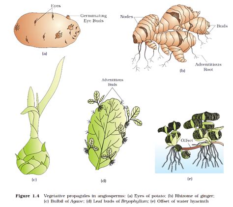 types of asexual reproduction learnhive cbse grade 10 science