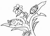 Insect Colouring Coloring Clipart Sheets Library Ladybug sketch template