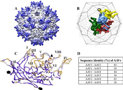 Structure And Conservation Of Adeno Associated Viruses A Surface