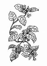 Malvorlage Colorear Planta Pflanze Kleurplaat Pianta Disegno Plante Ausmalbild Ausmalen Pflanzen sketch template