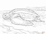 Coloring Realistic Turtle Leatherback Pages Printable Sea Drawing Ocean Turtles Dot sketch template