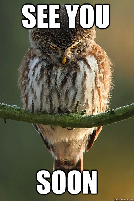 stalker owl quickmeme