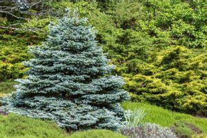 grow colorado blue spruce trees colorado spruces