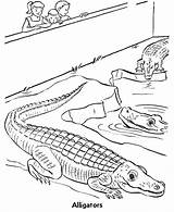 Coloring Pages Zoo Reptile Animals Reptiles Kids Alligators Crocodile Sheet Animal Color Printable Sheets Simple Fish Zoos Exhibit Honkingdonkey Pet sketch template