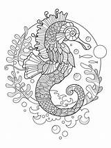 Hippocampe Cavalluccio Adulti Adultes Seahorse Volwassenen Kleurend Boek Zeepaardje Dier Kromme sketch template