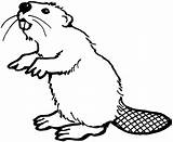 Beaver Coloring Color Animals Pages sketch template