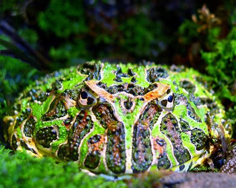 argentine horned frog ceratophrys ornata wiki display full image