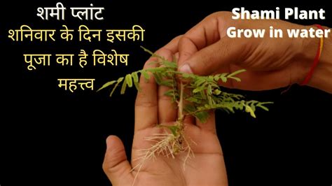 le   grow shami plant