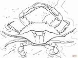 Crab Atlantic Jaiba Cangrejo Supercoloring Crabs Claw Water sketch template