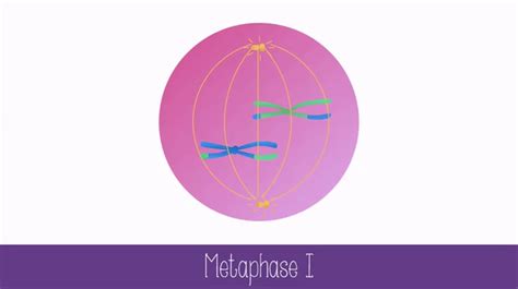 metaphase     gif