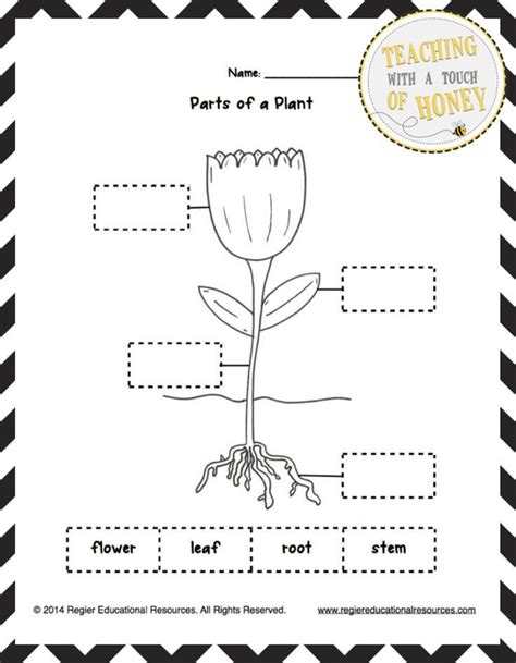 label  plant tiered templates freebie plants worksheets
