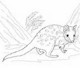 Quoll Coloring Eastern Pages Printable Categories sketch template