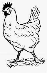 Chicken Hen Clipart Kindpng sketch template