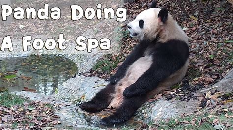 panda   foot spa ipanda youtube