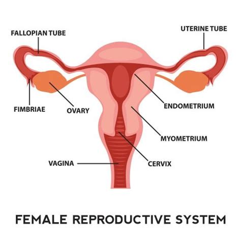 what does fertile mean time to view deep insights