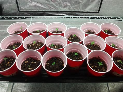 germinate transplant cannabis seedlings grow weed easy