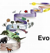 Afbeeldingsresultaten voor manteldieren Evolutie. Grootte: 176 x 185. Bron: maken.wikiwijs.nl