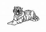 Tiger Coloring Pages Tigers Book Color Large sketch template