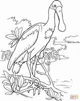 Spoonbill Roseate Coloring Pages Drawing Bird Animal Supercoloring Clipart Pink Outline Printable Gif Color Cliparts Birds Library Book Choose Board sketch template