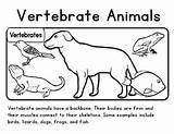 Vertebrates Vertebrate Invertebrates sketch template