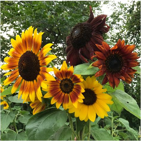 autumn beauty sunflower seeds helianthus annuus seed