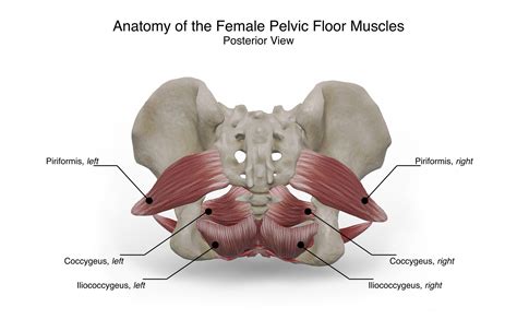 Pelvic Floor Muscles Anatomy