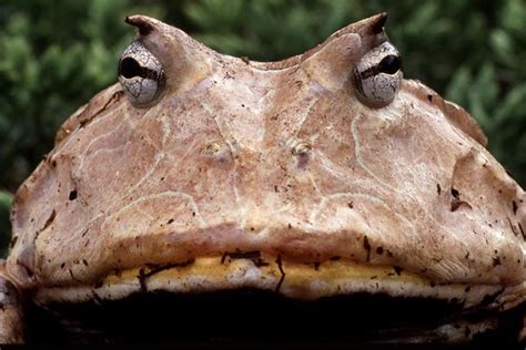 pac man amazon horned frog featured creature