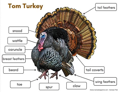 turkey body parts diagram