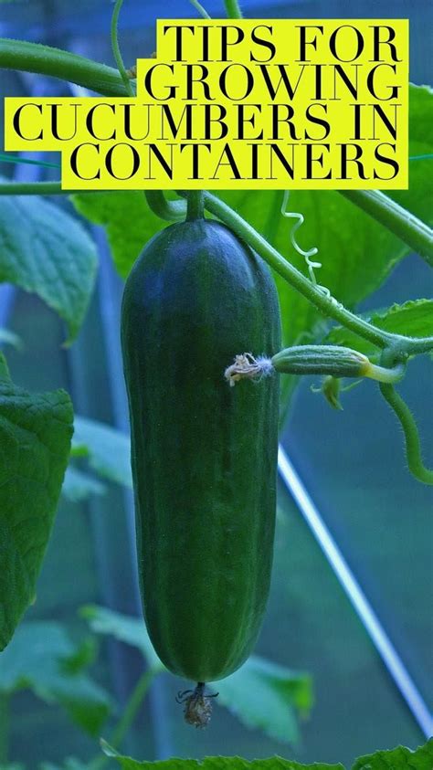 learn how to grow cucumbers successfully in containers no vegetable