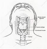 Throat sketch template