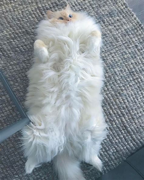 officially  fluffiest cat