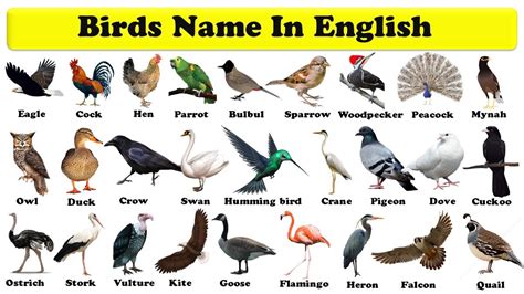 birds   english     birds birds names  kids  english youtube