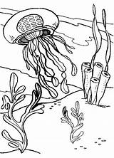 Coloring Pages Jellyfish Sea Seaweed Printable Animals Coral Ocean Box Print Fish Jelly Colouring Color Book Realistic Animal Getcolorings Cliparts sketch template