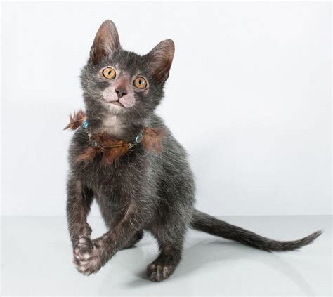 Lykoi Werewolf Cat Traits And Pictures Hot Sex Picture