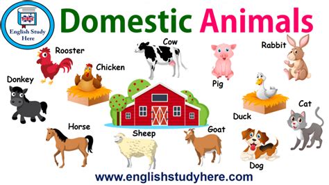 domestic animals names  english english study