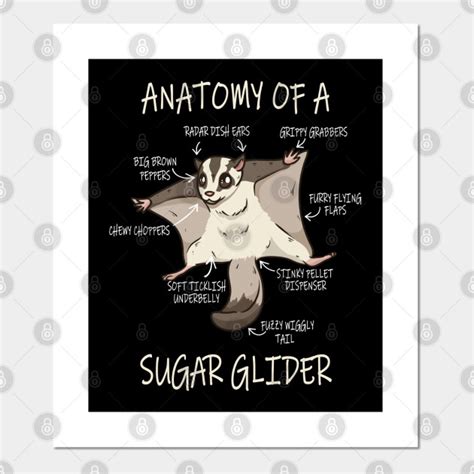 funny cute sugar gliders gift anatomy   sugar glider anatomy   sugar glider posters