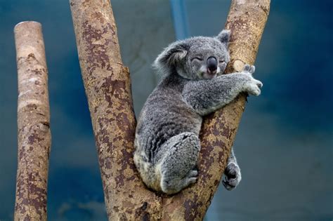 amazing facts  koalas  australia  wild animals