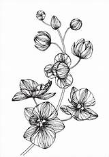 Bunga Sketsa Anggrek Mawar Sederhana Tulip Matahari Daun Mewarnai Tumbuhan Berwarna Layu Melati Tapi Putih Jangan Lewatkan Dicari Senibudayaku Sayuran sketch template