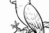 Burung Sketsa Kakak Mewarnai Hewan Kumpulan sketch template
