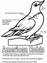 State Robin Coloring Pages Michigan Bird American Birds Printables Symbols Printable Connecticut Wisconsin Kids Flag Ws Kidzone Colouring Color Sheets sketch template