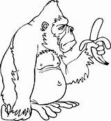 Gorilla Coloring Pages Silverback Banana Only Has Clipart Printable Getcolorings Color Print sketch template