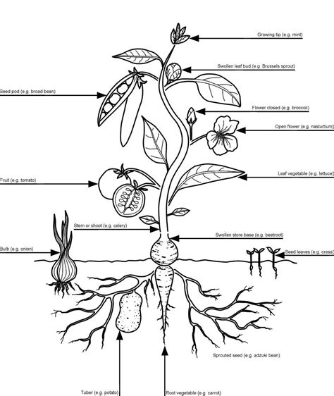 list  plant edible parts references