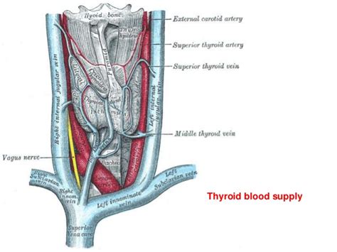 thyroid gland dr faeza patho