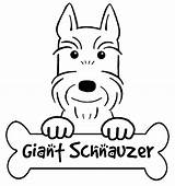 Schnauzer Miniature Coloring Pages Getdrawings Drawing sketch template